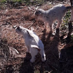 Meet your Posher, Laurel